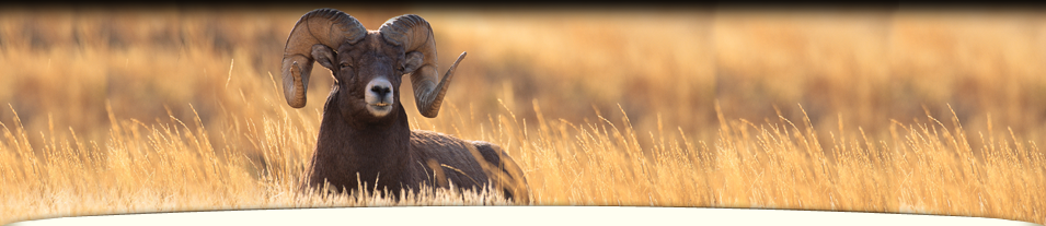 Bighorn Header Image